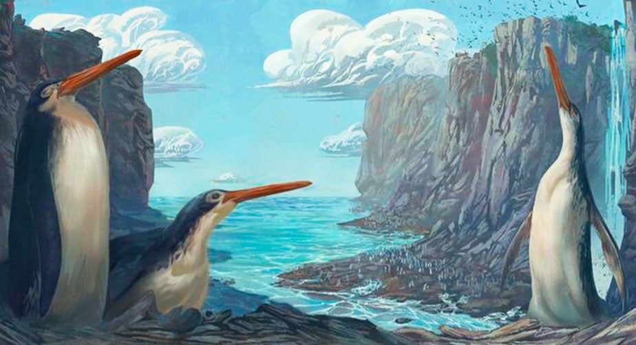 En el pasado, llegaron a existir pingüinos de hasta dos metros de altura. Se han llegado a registrar más de 60 especies de estas aves desde que Thomas Henry Huxley publicara el primer informe sobre uno de esos fósiles a finales del siglo XIX. Ahora, cuatro de las especies se encuentran en una situación de vulnerabilidad y cinco en peligro de extinción, según la lista de la Unión Internacional para la Conservación de la Naturaleza.