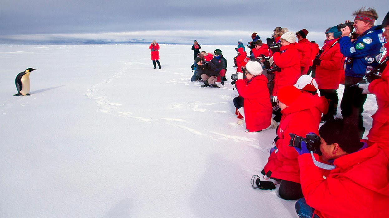 Los pingüinos son particularmente vulnerables de ser molestados por turistas como los de la foto ya que anidan en grandes colonias sobre la tierra, son familiares, divertidos para el ser humano y cada día más accesibles. Sin embargo, son muchos los científicos que alertan sobre las consecuencias que esta intervención puede tener en temas como la disminución en su éxito reproductivo.