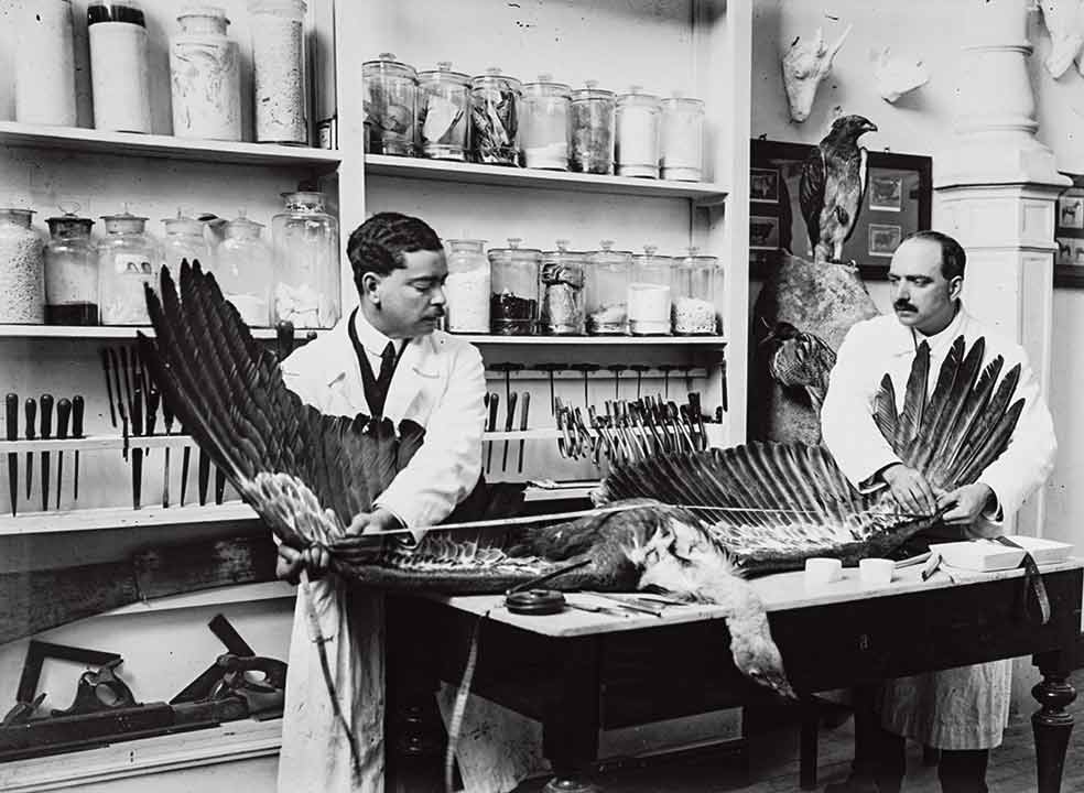 Los hermanos José María y Luis Benedito hacían expediciones para estudiar los movimientos de los animales. Alcanzaron fama mundial por su maestría en disecar animales con posturas naturales. Aquí preparan un buitre en el laboratorio de taxidermia del museo.