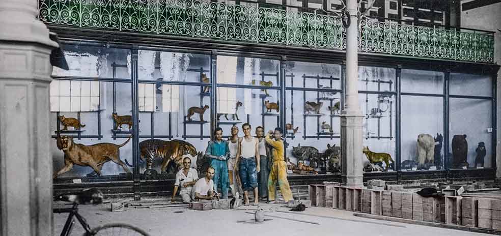 En 1934, el museo cerró por obras. En la imagen, cambio del suelo de la Sala de Zoología. En 1935 abrió renovado, pero cerró en 1936 por la guerra. El edificio recibió bombazos y resguardaron piezas en los sótanos del Museo del Prado.