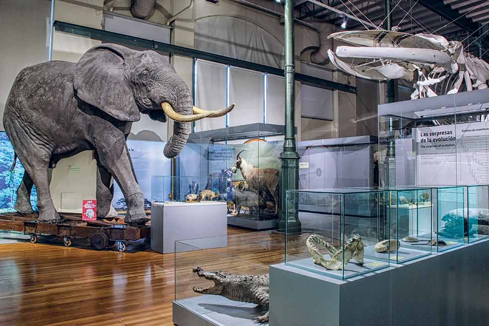 El elefante donado por el duque de Alba, en la Sala de la Selva Africana de la exposición Biodiversidad, celebrada en 2012. El museo alberga diez millones de piezas y recibe unos trescientos mil visitantes al año.