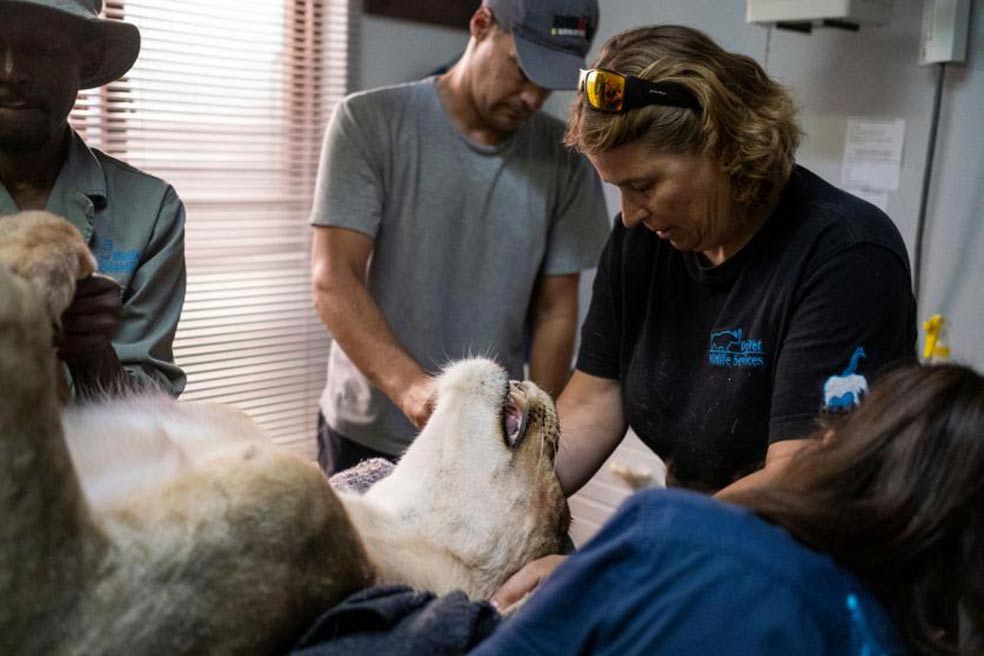 La esterilización de esta leona, de 140 kilos de peso, necesitó cuatro horas de quirófano: la leona se había hartado de comer jirafa antes de ser capturada y eso complicó la intervención.