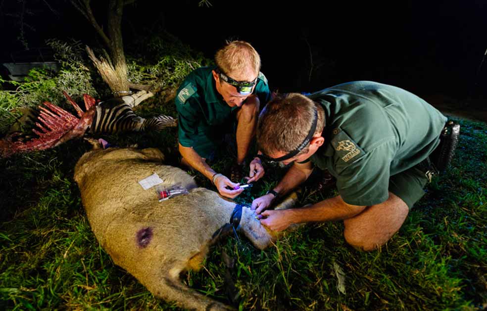 Las medidas de control de natalidad en la reserva de Rietspruit han logrado que la población de leones aumente de manera sostenible, un dos por ciento anual.