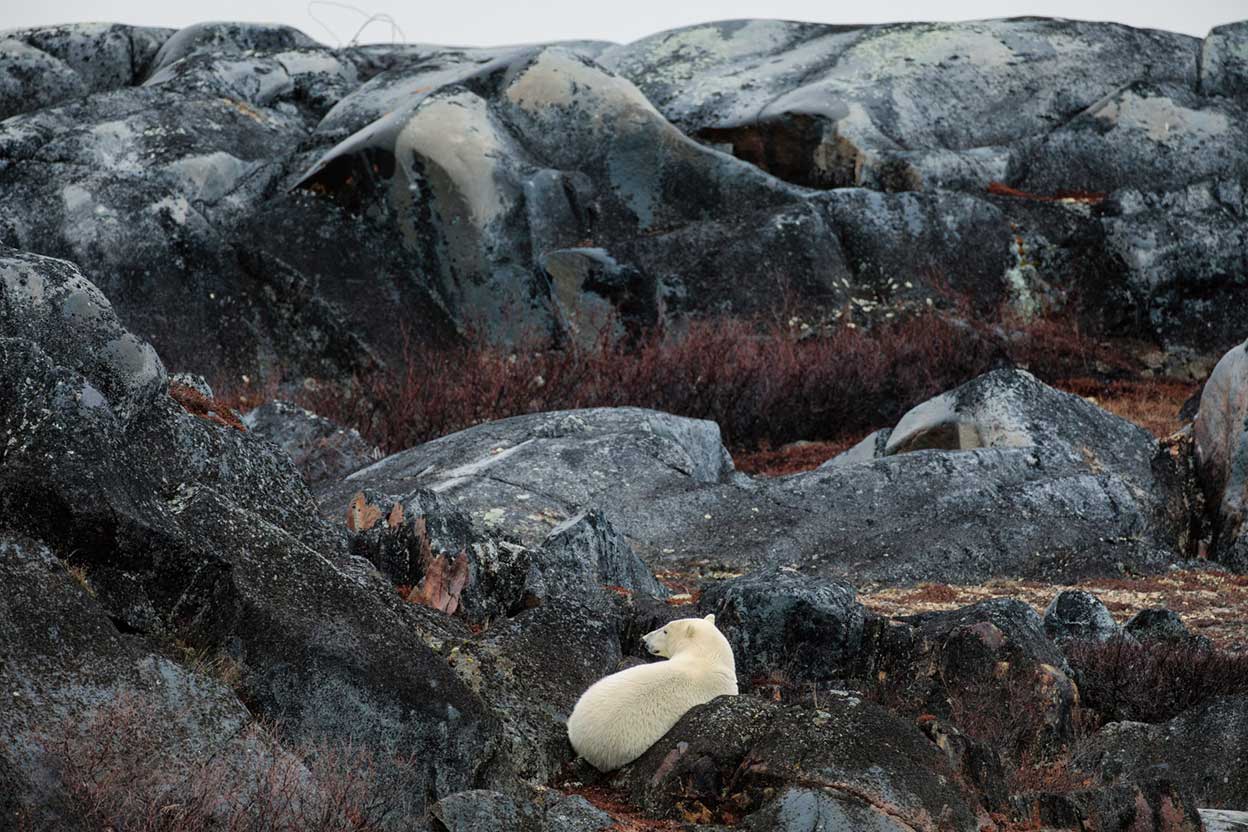 El cambio climático está volviendo loca a la fauna