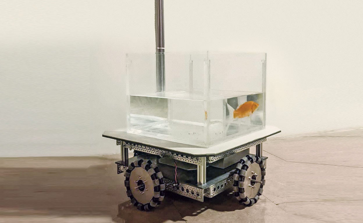 El pez que conduce y otros hallazgos científicos increíbles