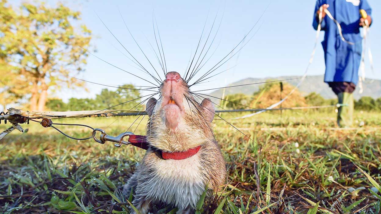 Magawa medía 70 centímetros y pesaba 1,2 kilos, mucho para una rata, pero poco para su especie. Y era extraordinariamente rápida. Podía rastrear un terreno del tamaño de una pista de tenis en 20 minutos, algo que a una persona con un detector le lleva, como mínimo, un día entero.