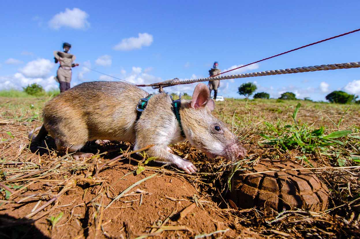 Las ratas detectan el explosivo gracias a su gran olfato. Su adaptación al entorno y al clima de países subtropicales las hace especialmente aptas y, además, no desarrollan un vínculo con sus entrenadores, a diferencia de los perros, lo que también se considera una ventaja.