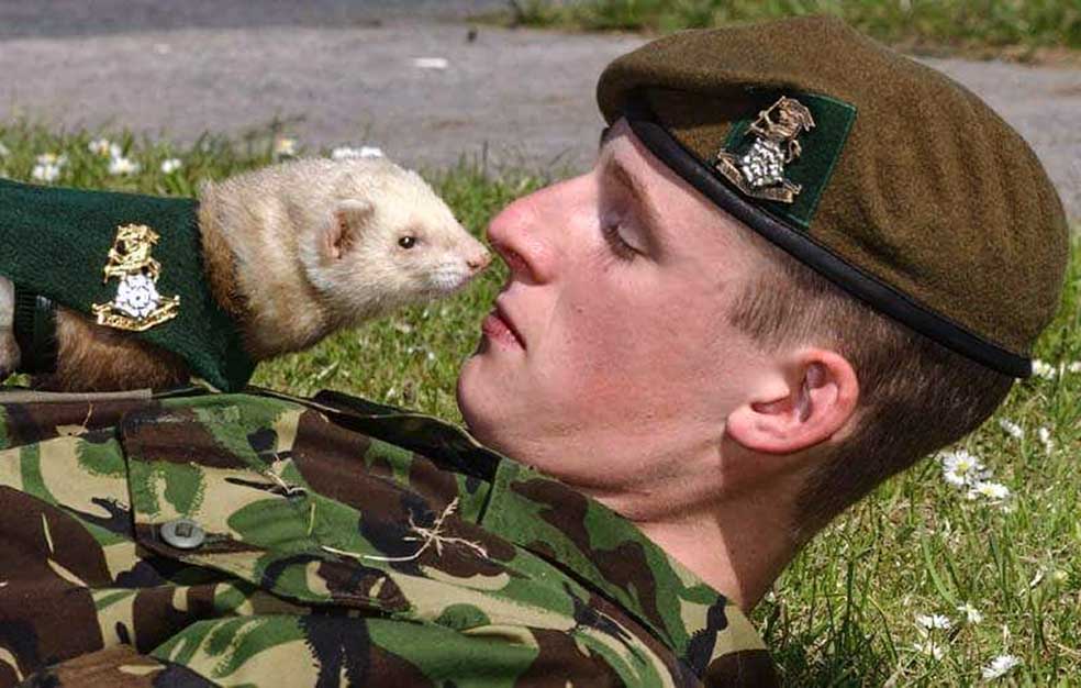 Cazaron conejos para alimentar al Primer Batallón del Regimiento de Yorkshire durante la I Guerra Mundial. Siguen siendo miembros honorarios del cuerpo y participan en desfiles y ceremonias.