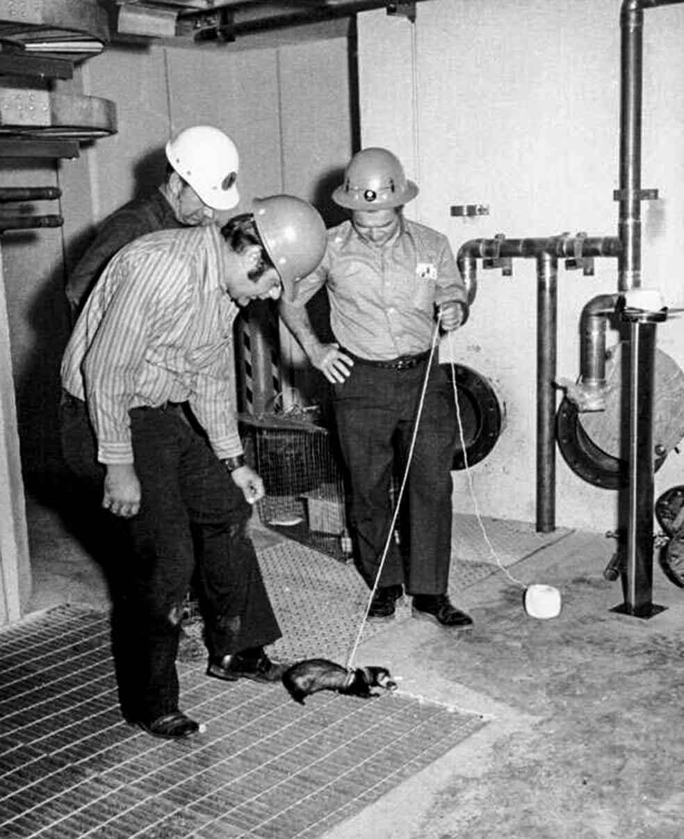 En Gran Bretaña hay escuelas especializadas en adiestrarlos. Los 'contratan' constructores, organizadores de conciertos y televisiones, entre otros.