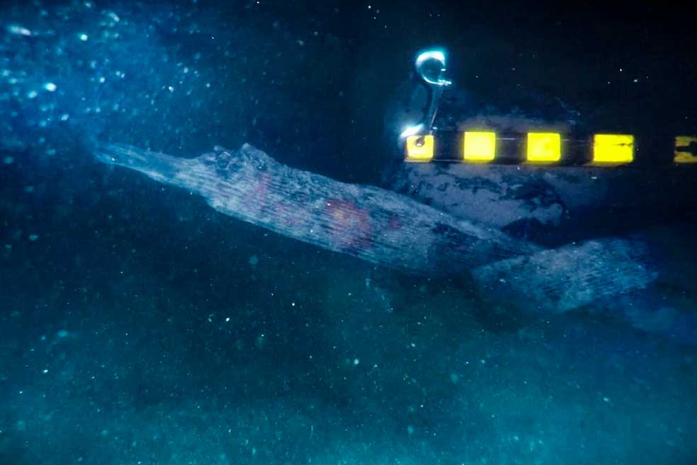 El Museo Nacional Marítimo de Australia ha anunciado el reciente descubrimiento del navío de Cook en la bahía de Newport, en el estado de Rhode Island. Aunque algunos arqueólogos estadounidenses afirman que es pronto para sacar conclusiones, los expertos involucrados defienden su hallazgo, tras dos décadas investigando pecios antiguos en una zona de unos 5 kilómetros cuadrados. Solo quedaría íntegra un 15 por ciento de la estructura del Endeavour.