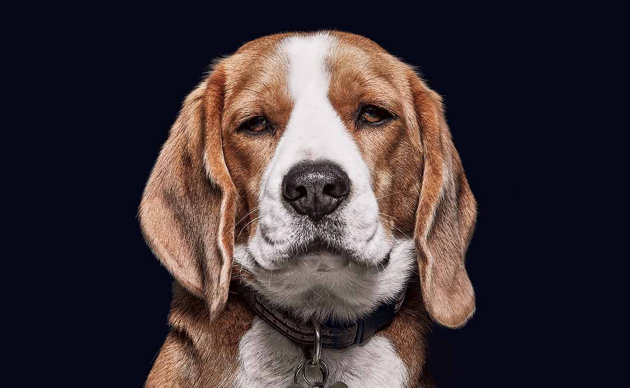 El mejor amigo hasta el final