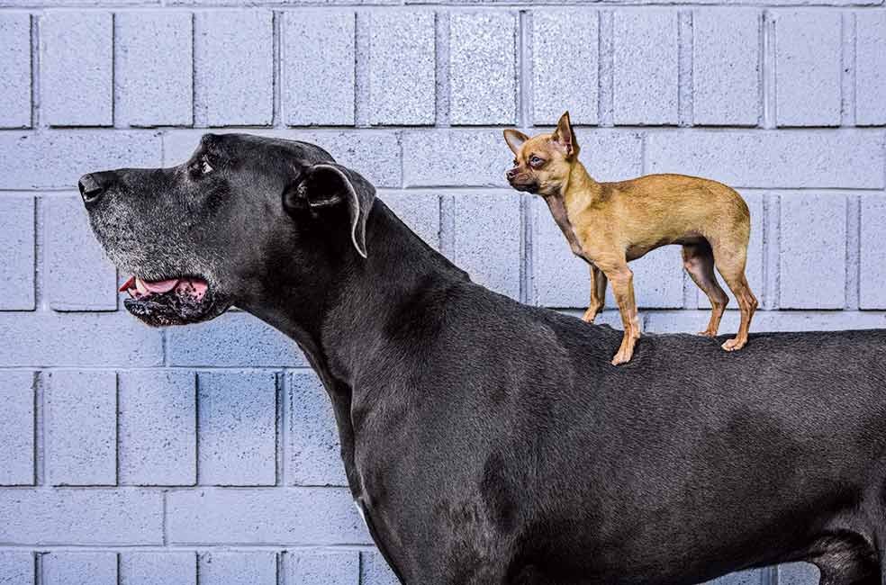 El tamaño importa. Al menos en lo que al deterioro cognitivo de los perros se refiere. Recientes estudios indican que los perros pequeños son más propensosa padecer demencias que los grandes, aunque todavía no se ha determinadola causa.