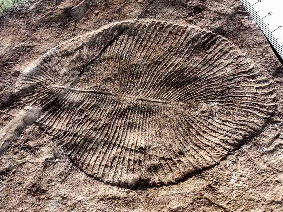 En los 40 millones de años que se prolongó el periodo Cámbrico se dio una importante explosión de vida. Se han encontrado fósiles de hasta 50 filos (grupos de organismos) que incluyen algas, moluscos, organismos pluricelulares, trilobites... El Dickinsonia figura entre los primeros animales de los que se conservan restos. Es enigmático: lo han clasificado como medusa, gusano, anémona... Hay fósiles de hasta un metro de longitud.