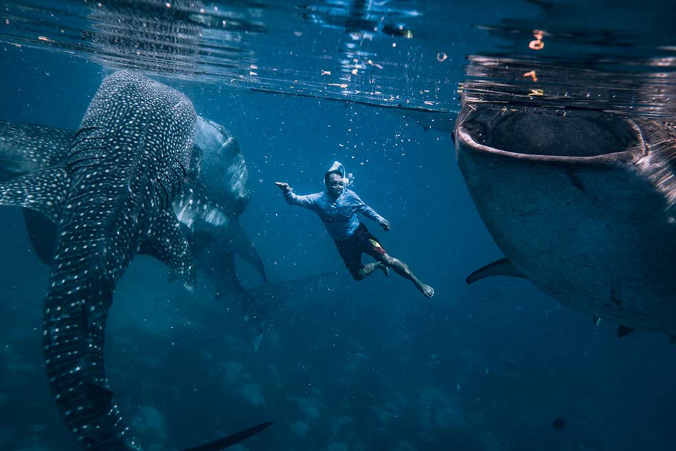 El tiburón ballena –que llega a medir veinte metros– está en la Lista Roja de especies en peligro de extinción. Son tan grandes como inofensivos. Cada ejemplar tiene un patrón de manchas distinto en el lomo, lo que facilita que puedan ser identificados por los pescadores que los alimentan.