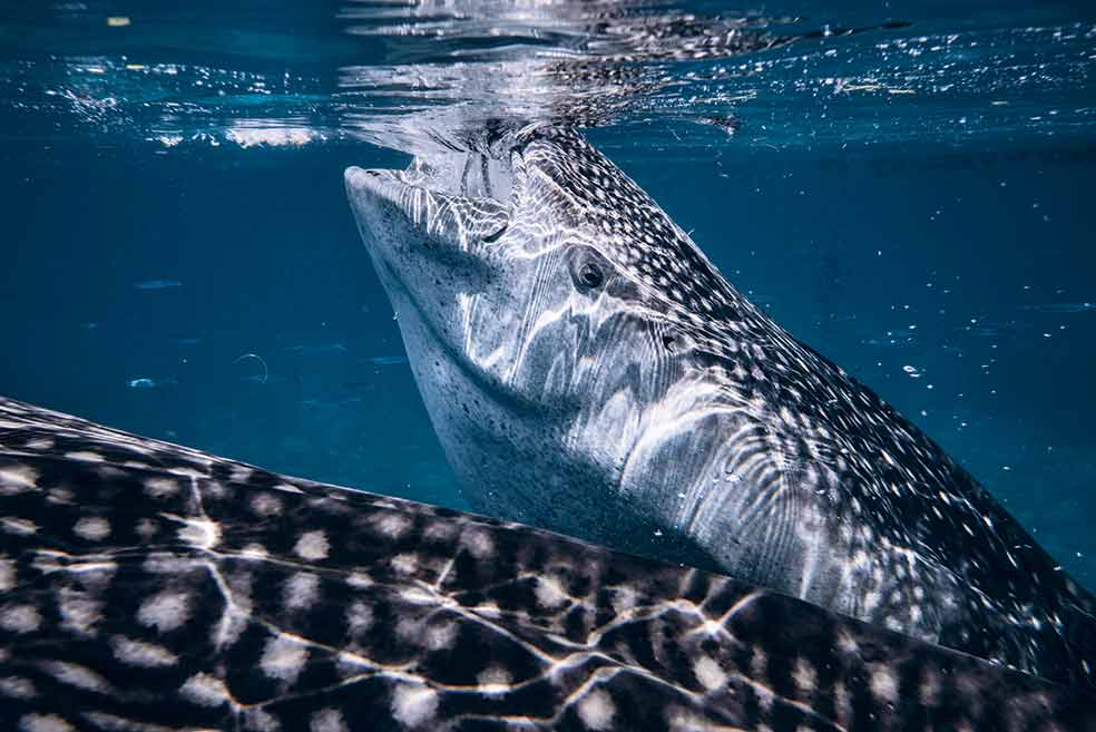 Quedan unos 1900 ejemplares en los alrededores de Tan-awan, la mitad que hace 75 años. El alimento fácil no es bueno para su supervivencia.