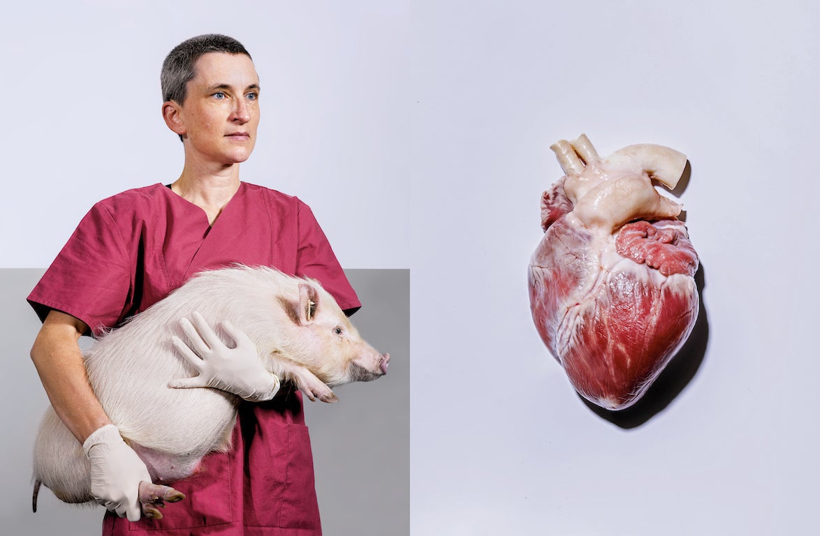 El cerdo de la esperanza: así se crían los animales para los trasplantes de órganos a humanos