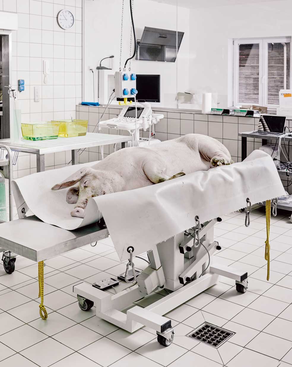 La raza auckland es la mejor para los xenotrasplantes por su resistencia a los patógenos. Una compañía neozelandesa especializada en animales para uso médico suministra estos cerdos al laboratorio. Hay solo un puñado de centros como este en el mundo. Los costes de la experimentación son exorbitantes. Cada trasplante a un babuino sale por medio millón de dólares. Es importante que estos laboratorios creen 'animales-base' genéticamente perfectos.