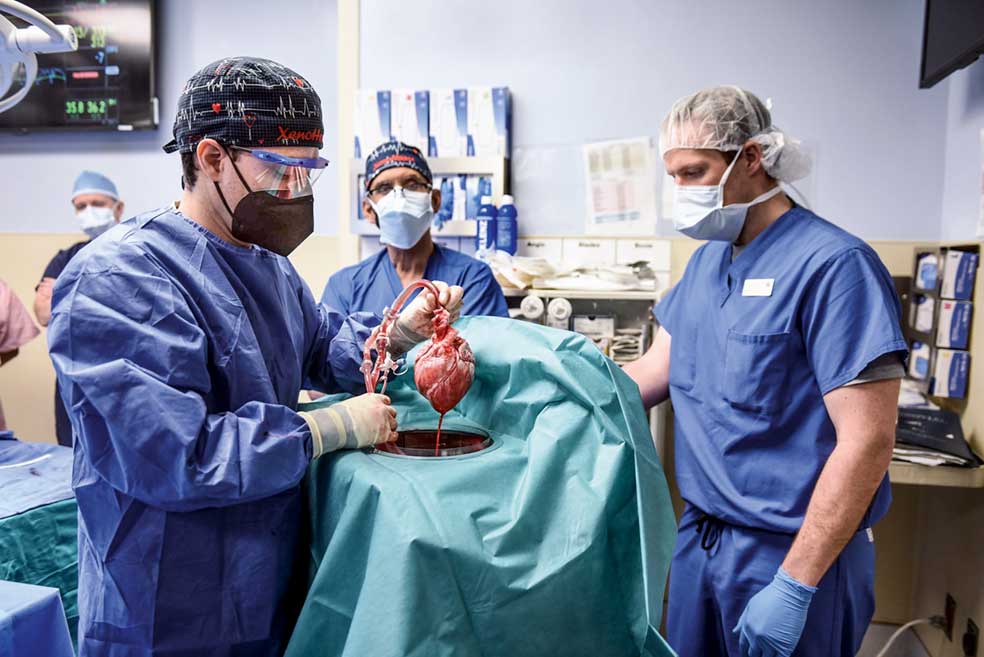 Cirujanos de Baltimore (Estados Unidos) con el corazón de cerdo que se implantó a David Bennett, el primer trasplante de este tipo realizado en el mundo. Sobrevivió con él más de dos meses, pero falleció el 8 de marzo de 2022. «La muerte del paciente es trágica, pero todo lo que supere las cuatro semanas es un éxito», explica el cirujano alemán Bruno Reichart, que ya está trabajando con el centro de Wolf para intentar una operación similar en Múnich antes de que acabe este año. «La investigación va a continuar».