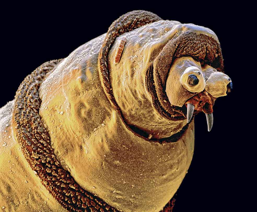 La mosca en que se convertirá este 'monstruo' se llama así porque pone sus huevos en la carne en descomposición. Pese a su aspecto, es inofensiva.