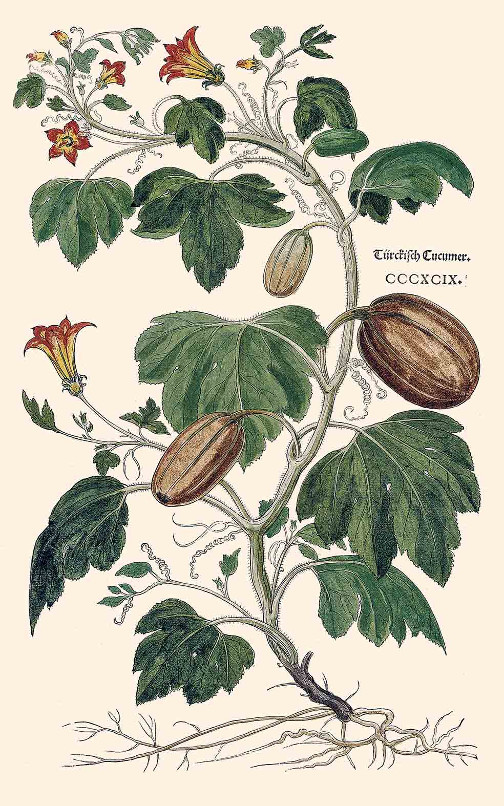 Calabazas, pepinos, sandías y otras cucurbitáceas son buenas para la vejiga.