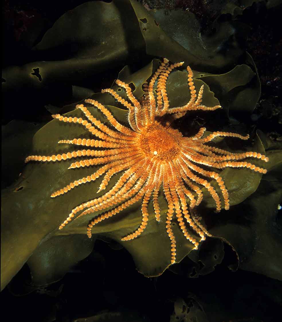 La Labidiaster annulatus vive en las frías aguas del océano Antártico y es la estrella de mar con más brazos, tiene 50: son largos y estrechos, cuando los extiende, esta estrella de mar alcanza los 60 centímetro de diámetro. Es una depredadora oportunista y carroñera que utiliza trucos de caza: se agarra con algunos de sus brazos a una roca o una esponja marina y usa los otros como cañas de pescar. |