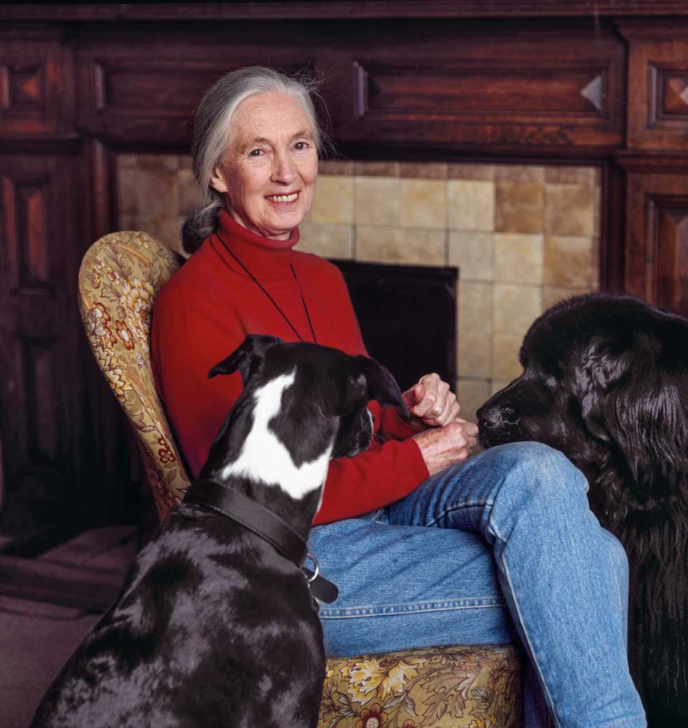 Asombró a los científicos cuando demostró que los chimpancés usan herramientas y tienen sentimientos. Es vegetariana «no solo por la crueldad con los animales», dice. Aboga por que en Occidente se acabe con el derroche de comida.