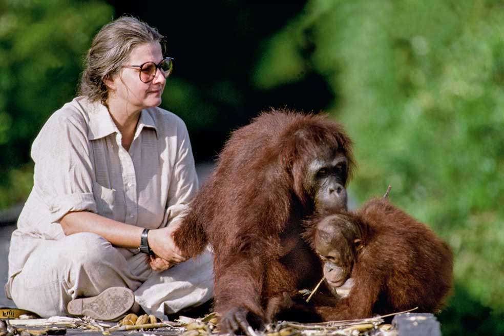 Las primatólogas Dian Fossey, Jane Goodall y Biruté Galdikas fueron auspiciadas por el antropólogoLouis Leakey. Galdikas es menos conocida: «Es muy rara y no tiene el don de la comunicación», explica Goodall.