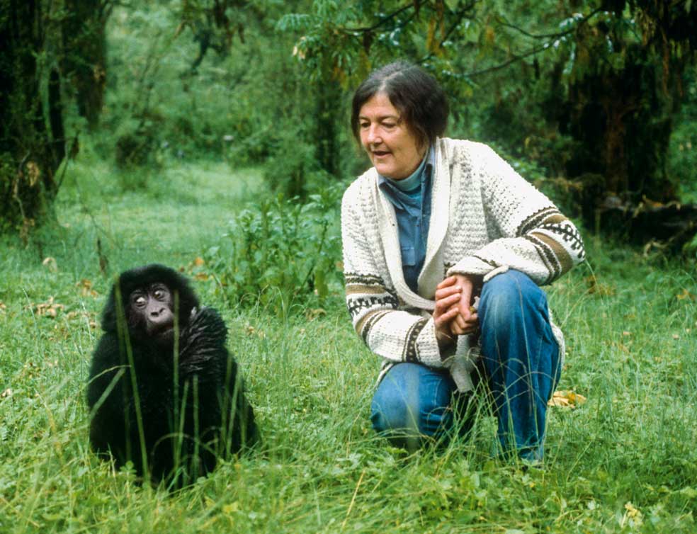 Jane Goodall y Dian Fossey se conocían bien. «Cuando asesinaron a Dian, muchos creyeron que me habían matado a mí. Mi madre lo pasó fatal», cuenta Jane Goodall.
