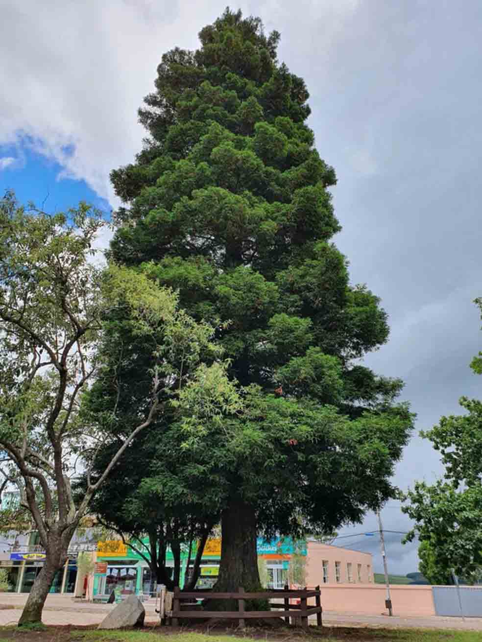 Esta Sequoia sempervirens, o Secuoya de la Costa, fue plantada en la Plaza Central de San José, en Cambará do Sul, Brasil, el 26 de septiembre de 1982. Surgió de una de las 500 semillas que el astronauta Stuart Roosa llevó al espacio e hizo brotar después con suelo lunar. Las semillas fueron distribuidas a varios países.