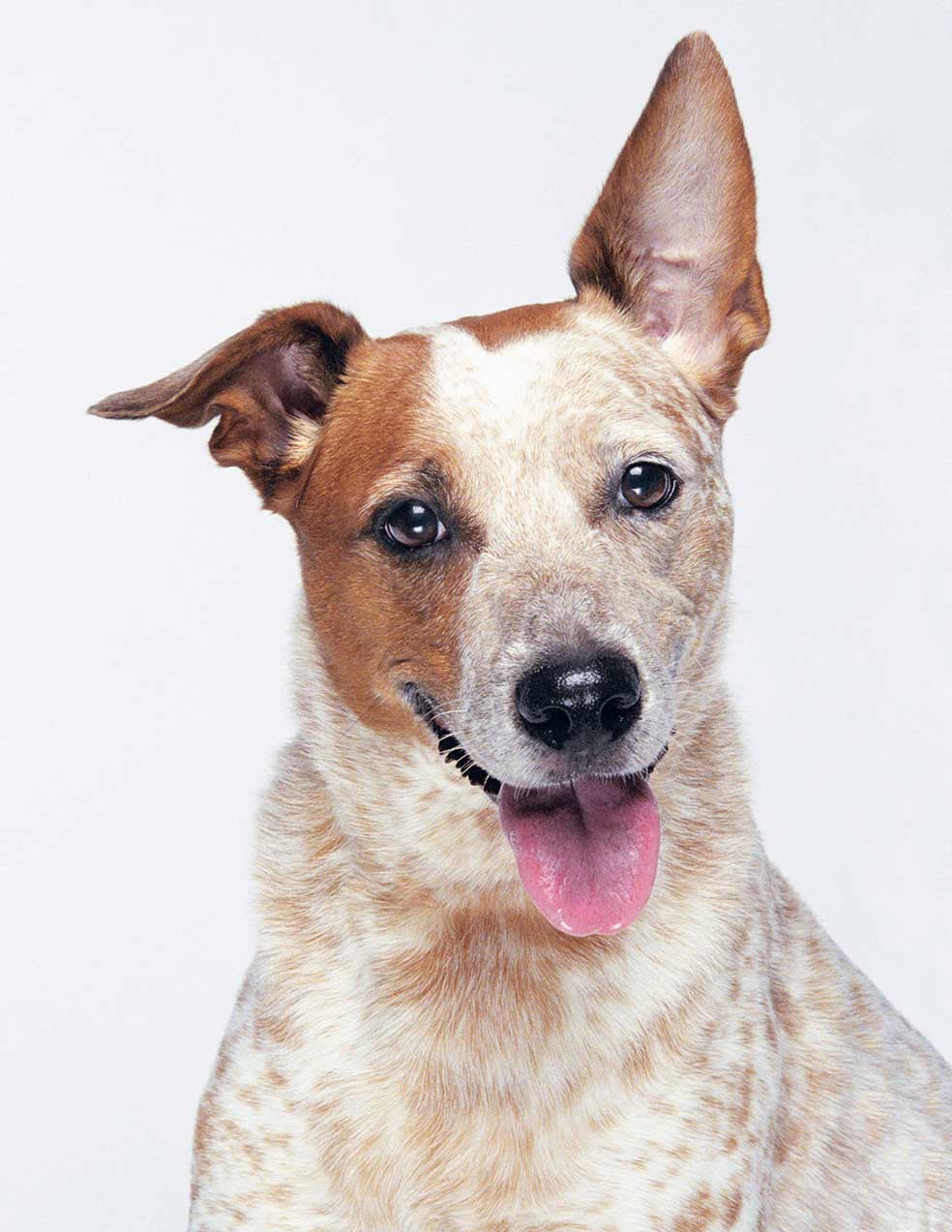 «Los perros son la primera especie que los humanos domesticaron», explica Anne Burrows, autora del nuevo estudio. Y que nos mirasen a los ojos pudo ser la razón para ello.