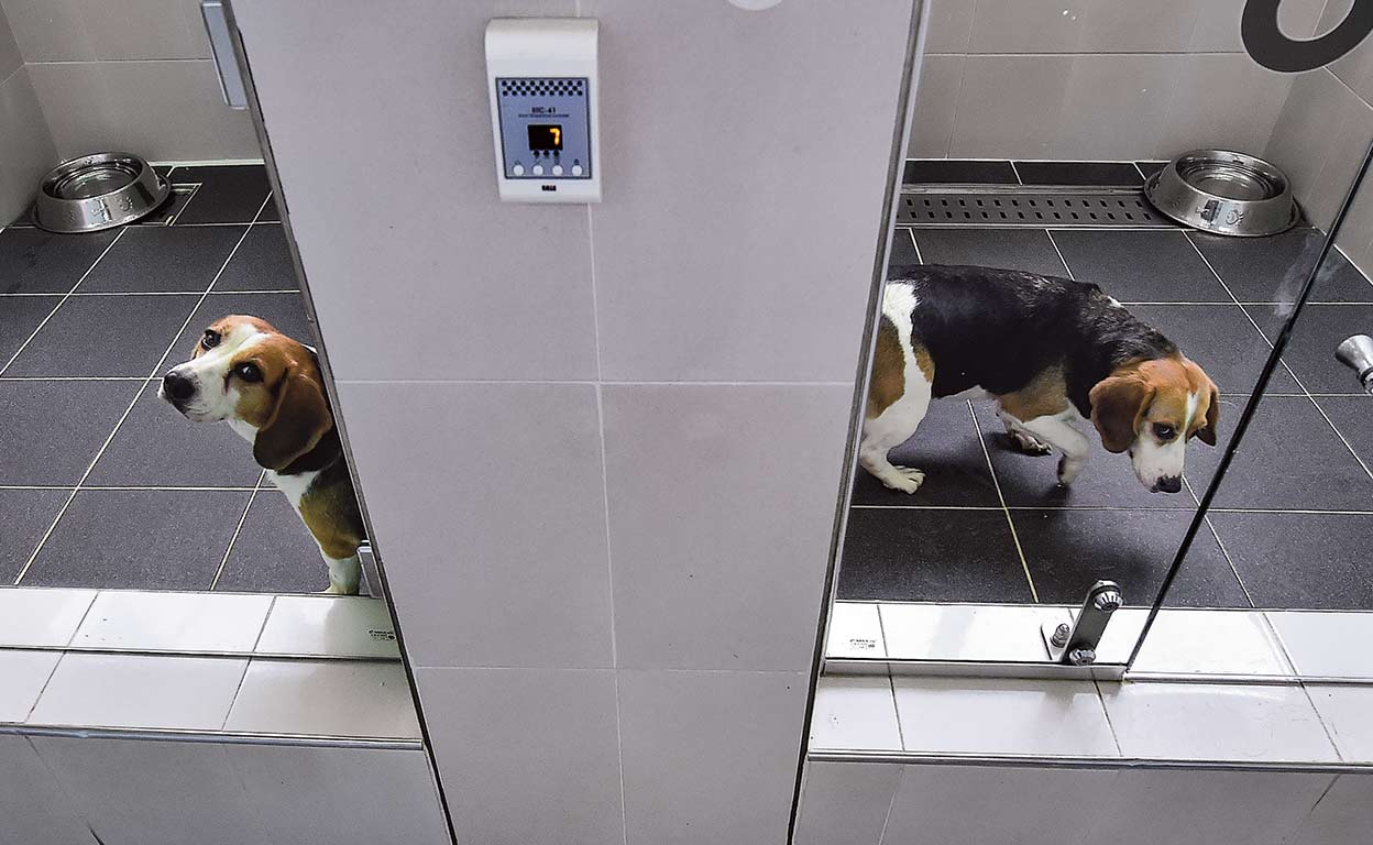 Tu mascota clonada y lista para llevar