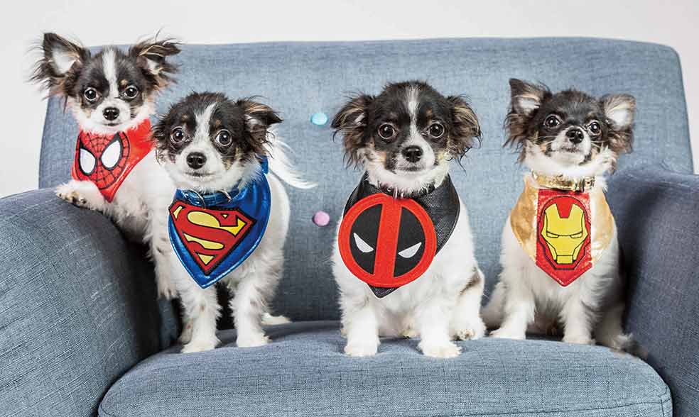 Cuatro chihuahuas resultado de la clonación de otro, llamado Bruce Wayne, como Batman. Los clones también tienen nombre de superhéroe.