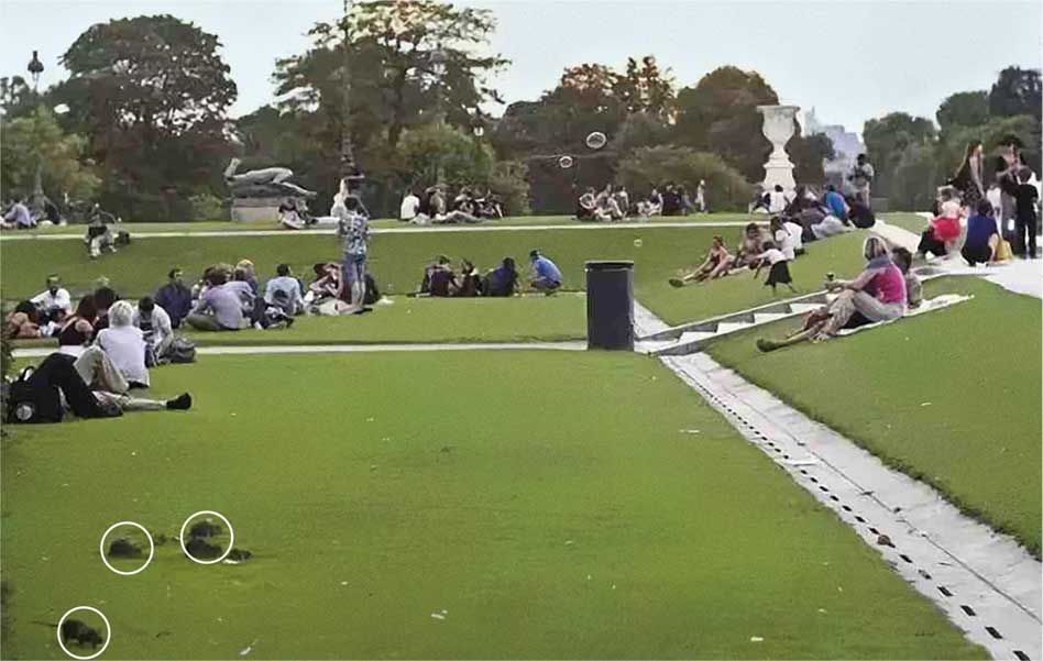 París vive una de las peores plagas de roedores: según los expertos, hay 1,75 ratas por habitante.Una pareja puede engendrar una prole de mil ratas en dos años. La imagen muestra a varios roedores en el Campo de Marte. Una medida imprescindible es no dejar restos de comida en los parques y no alimentar palomas o gatos en la vía pública.