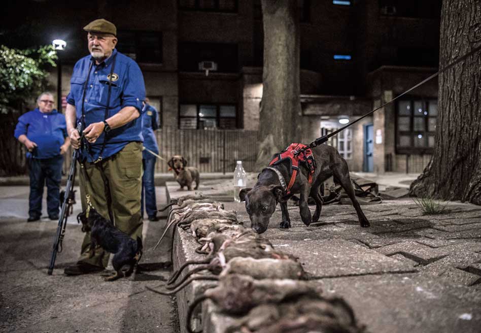 En Nueva York ya hay más ratas que habitantes. Según los últimos datos, se estima que pueblan la ciudad 10 millones de ratas, frente a los 8,5 millones de humanos. La alarma es tal que el alcalde ha convocado una cumbre nacional de expertos para el mes de septiembre de 2024 para intentar encontrar soluciones a la plaga, porque todo lo intentado hasta ahora, no funciona.