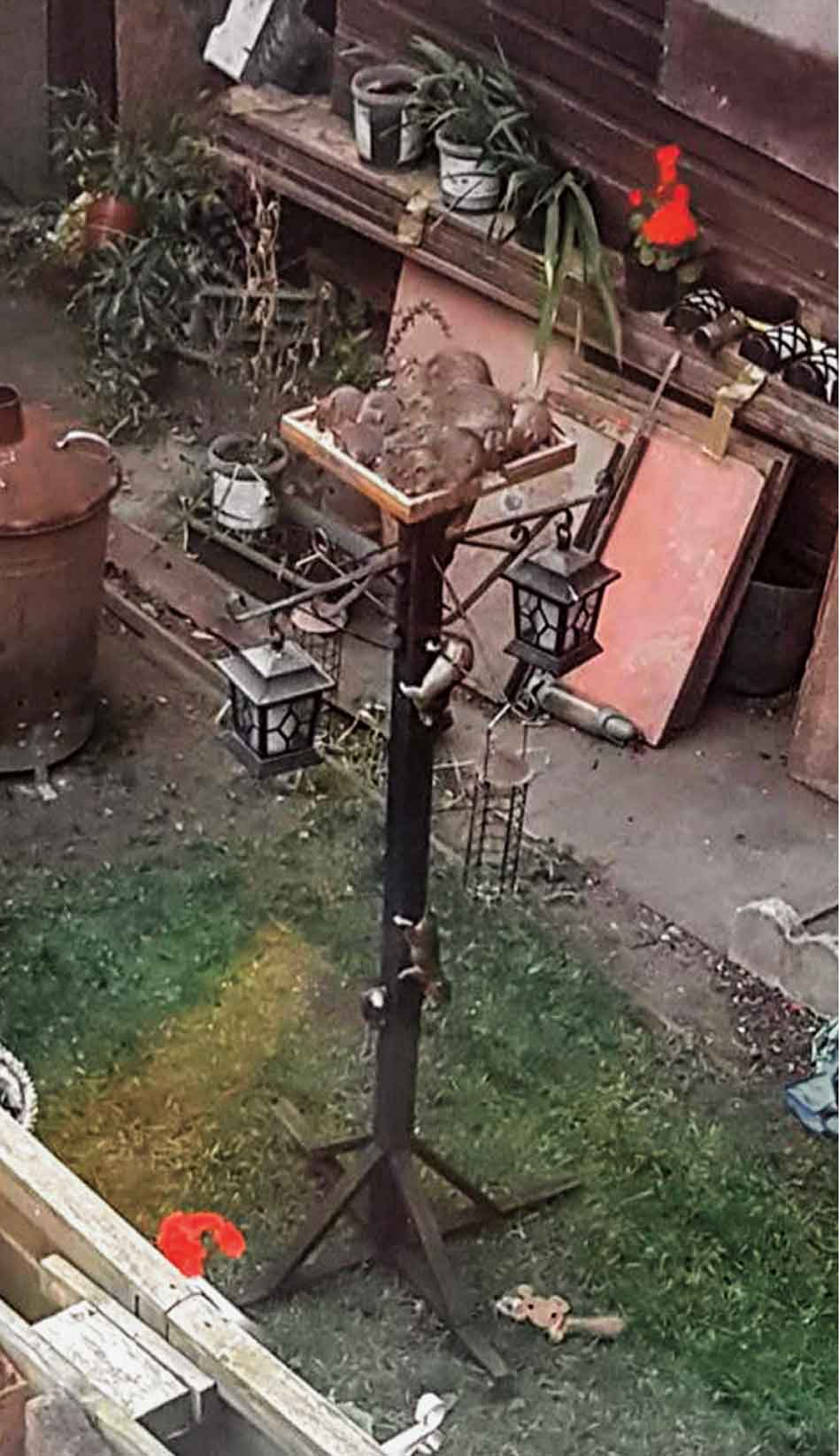 Hace unos meses, un transeúnte grabó a dos ratas mordisqueando unos cruasanes recién horneados en el escaparate de un supermercado en Islington, un barrio de nivel alto en Londres. La escena es representativa de la expansión de esos roedores, que no dudan en lanzarse a por la comida donde quiera que esté, como en este comedero para pájaros en un jardín particular.