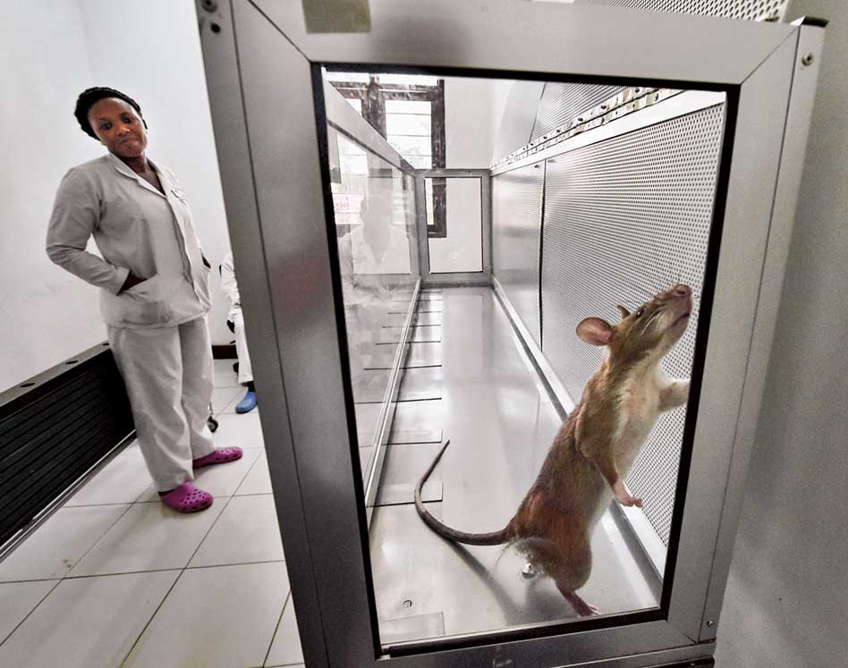 En un laboratorio de Morogoro (Tanzania) investigan la implicación de las ratas en la transmisión de nuevas enfermedades. Es una rata negra, aunque en África se han adaptado al entorno y tienen el pelaje marrón. Son más grandes que las europeas. La de Gambia llega a medir un metro de nariz a cola.