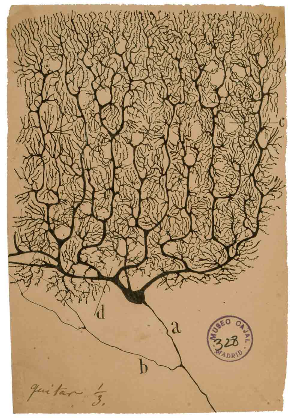 Desde niño, Santiago Ramón y Cajal sobresalió por su talento para el dibujo y lo aplicó en su trabajo científico. En la imagen, célula de Purkinje dibujada por él.