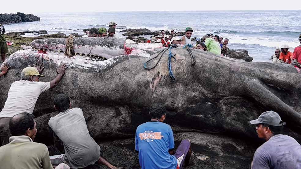 Con las 20 ballenas que capturan cada año se alimentan los 1500 habitantes del poblado de Lembata.