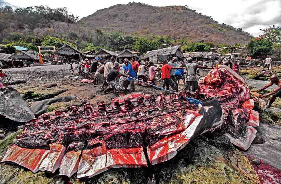 De las presas se aprovecha todo. Entrañas, estómago, lomos, costillar… Los niños usan los penes de los cachalotes como bates de béisbol.