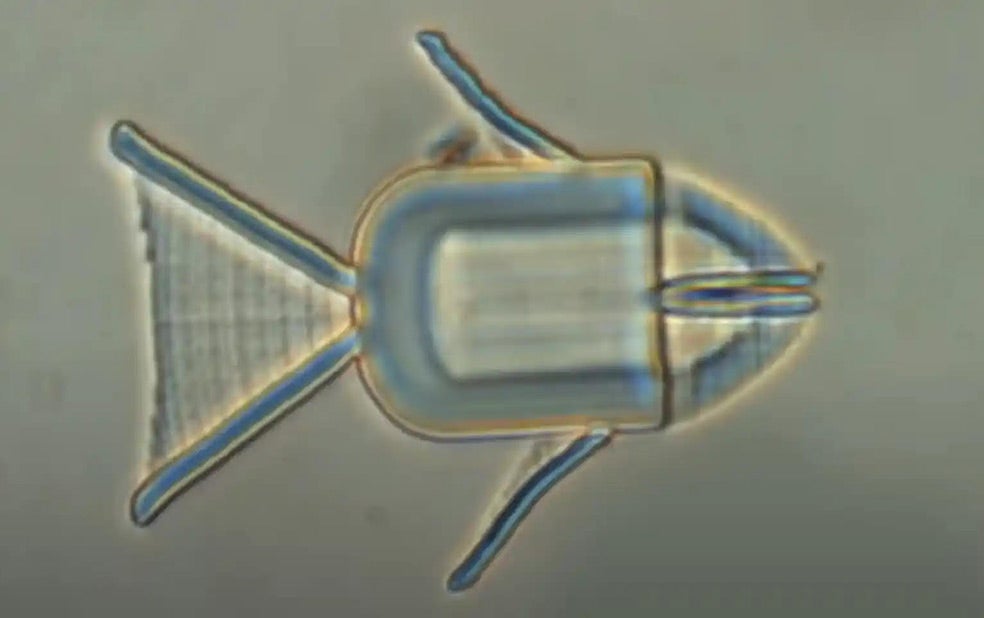 Son nano máquinas de hidrogel con forma de animal y llevan la quimioterapia directa a los tumores.