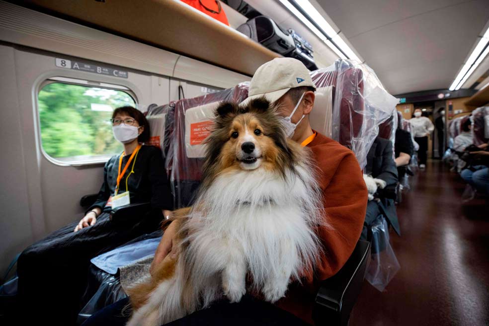 Un 'pasajero' disfruta del viaje de una hora en tren bala entre Tokio y Karuizawa. Además de poder campar a sus anchas, los animales disfrutaron de servicios especiales como corte de uñas, limpieza de oídos y diversos tratamientos de estética perruna.