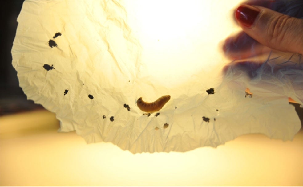 El gusano de la cera se cuela en las colmenas y se lo come todo, larvas, cera, miel... Han descubierto que también deglute el plástico y lo hace rápido.