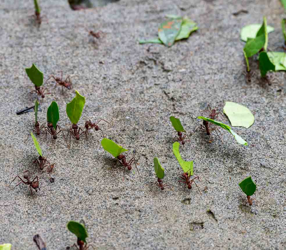 Si les gusta un arbusto o un árbol pequeño pueden acabar con todo su follaje en una sola noche. Pero en Australia y el Sudeste asiático las hormigas tejedoras son muy apreciadas porque desparasitan los árboles y los fertilizan con sus heces.
