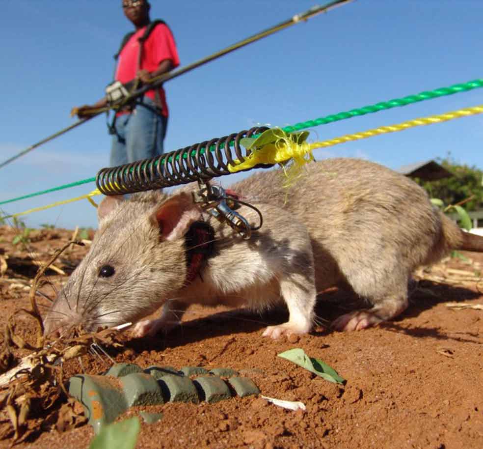 Las ratas de Apopo limpian minas en Camboya, Angola, Zimbabue, Sudán del Sur y Turquía. Han detectado 150.000 minas, lo que ha mejorado la vida a 1,8 millones de personas.