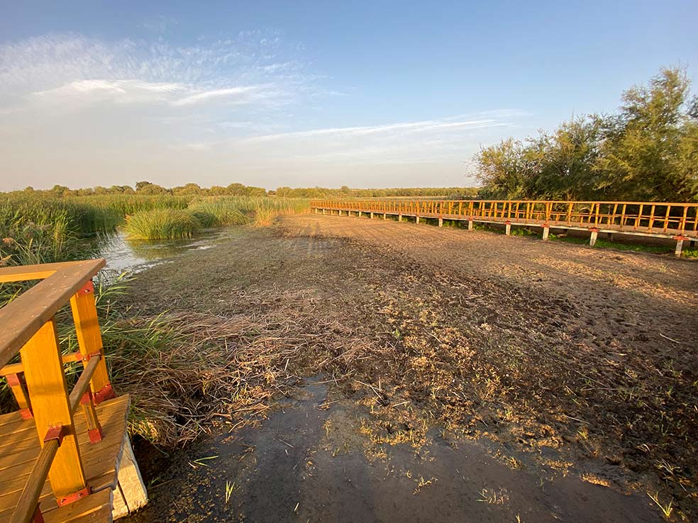 Una tarea pendiente en España es recuperar la salud de los acuíferos (como las Tablas de Daimiel, en la imagen). Más del 40 por ciento están en peligro por la contaminación de los residuos de la agricultura y la ganadería intensivas, que se filtran hasta las masas de agua subterránea. |