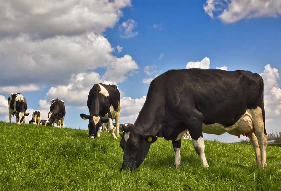 «Una vaca criada en prados es un animal eficiente —dice Johannes Isselstein, catedrático de Agronomía de Gotinga—, pero cuando su alimento procede en un 70 por ciento, o más, de los campos de cultivo y no de los pastos, nos encontramos ante una situación insostenible» |