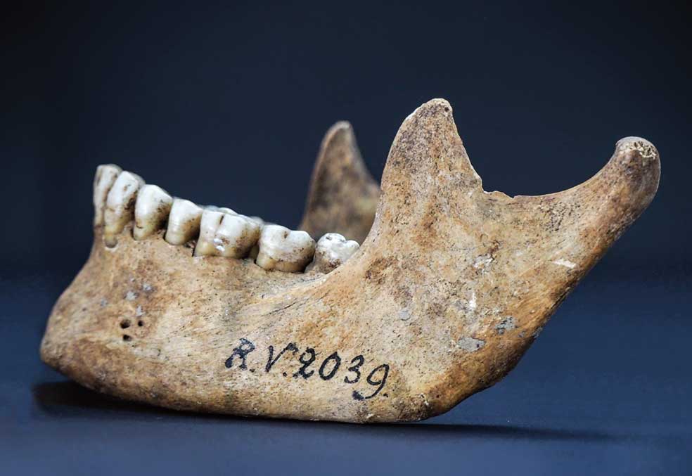 Una de las mandíbulas de las que se extrajo ADN. |