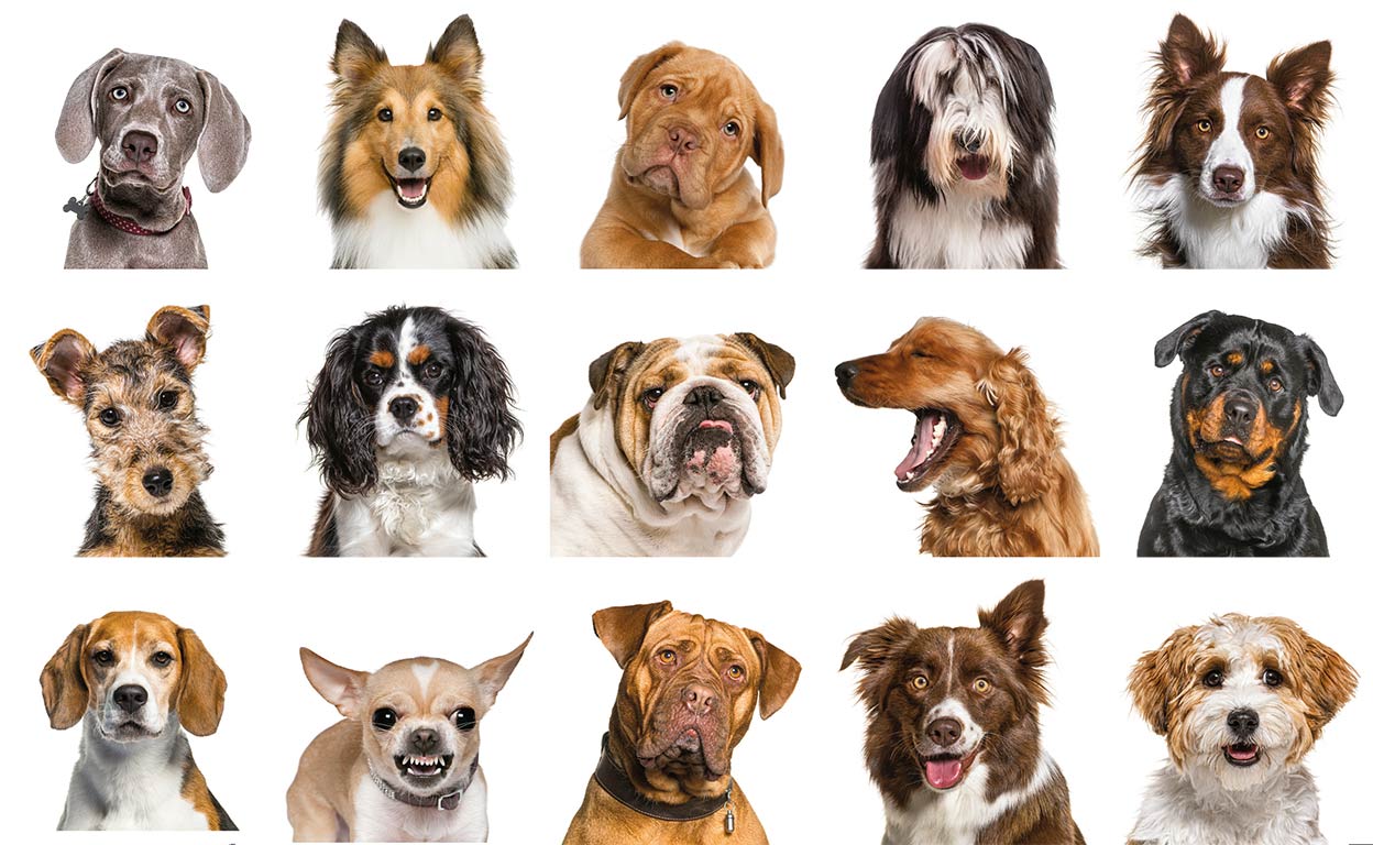 ¿Por qué tu perro te entiende tan bien? Y tú a él no tanto...