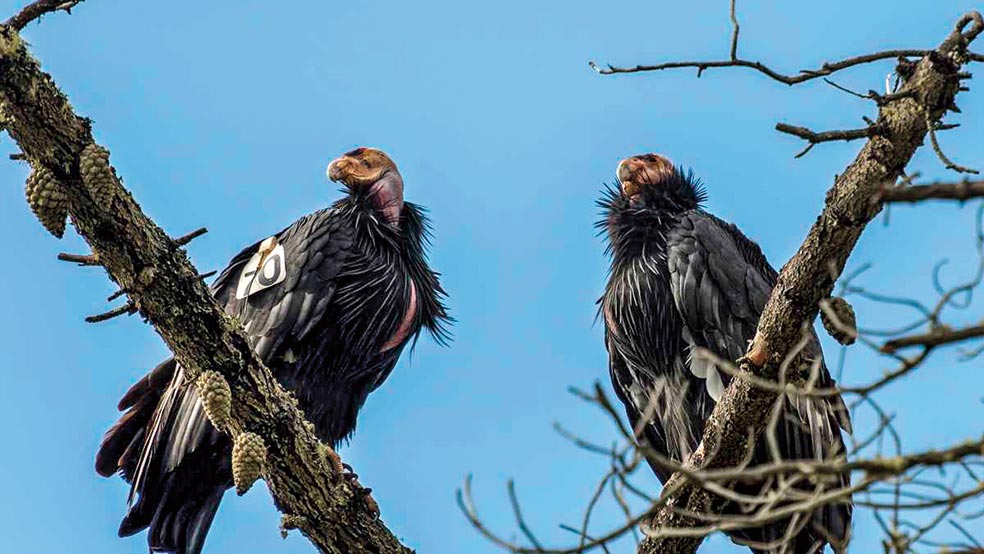 En 2021 se demostró que dos cóndores hembra habían tenido sendas crías sin relacionarse con ningún macho. Y lo habían hecho por 'propia' elección, ya que estas sí convivían con machos.