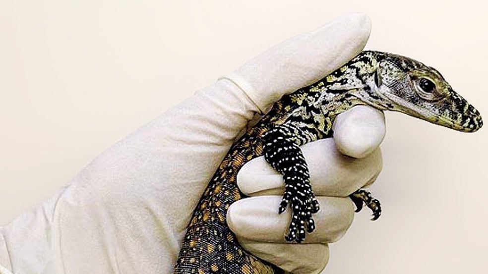 En 2006, una hembra de dragón de Komodo tuvo –sin ser fecundada– cinco crías (en la foto). El hecho fue celebrado como esperanza para las especies en extinción. Si no hay pareja, la hembra puede engendrar machos por partenogénesis y aparearse con ellos cuando maduren.